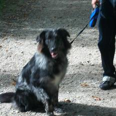 Blanding af racer lunte