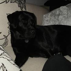 Labrador retriever Juelsgaardens NatFreya