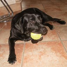 Labrador retriever Juelsgaardens NatFreya