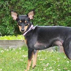 Dvaergpinscher chikita