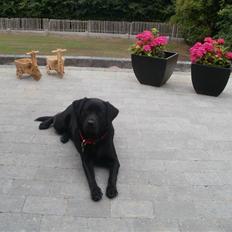 Labrador retriever Juelsgaardens NatFreya