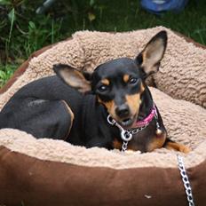 Dvaergpinscher chikita