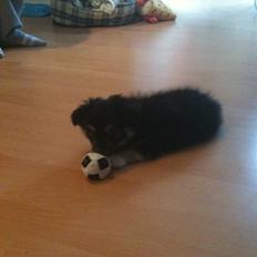 Blanding af racer Simba