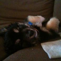 Blanding af racer Simba