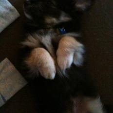 Blanding af racer Simba