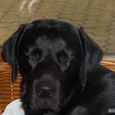 Blanding af racer baloo