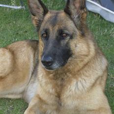 Schæferhund Moonlight