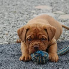 Dogue de bordeaux Shadow of Oak Ciluca
