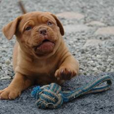 Dogue de bordeaux Shadow of Oak Ciluca
