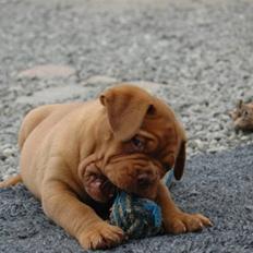 Dogue de bordeaux Shadow of Oak Ciluca