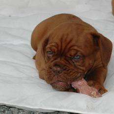 Dogue de bordeaux Shadow of Oak Dezmir