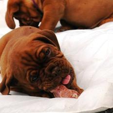 Dogue de bordeaux Shadow of Oak Dezmir