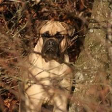 Bullmastiff Bullsaints`D The Name Of  R.I.P