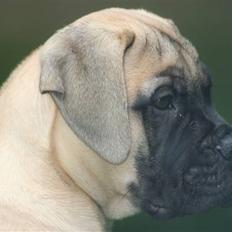 Bullmastiff Bullsaints`D The Name Of  R.I.P