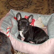 Fransk bulldog Emma