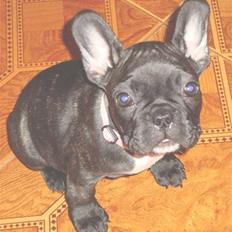 Fransk bulldog Emma