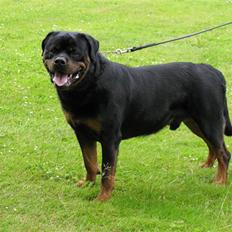 Rottweiler Zuma´s Don Benito