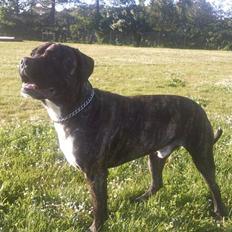 Cane corso Kento R.I.P
