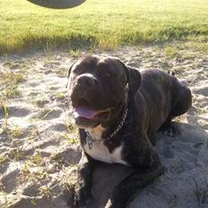 Cane corso Kento R.I.P