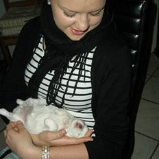 Coton de tulear Solsikkens coton Windi