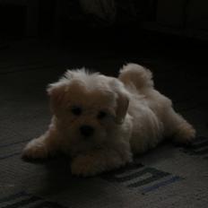 Coton de tulear Solsikkens coton Windi