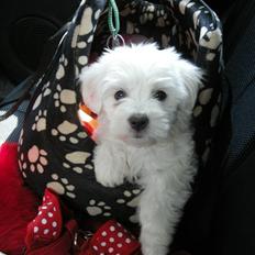 Coton de tulear Solsikkens coton Windi
