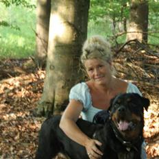 Rottweiler Febæks Zorro R.I.P