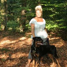 Rottweiler Febæks Zorro R.I.P