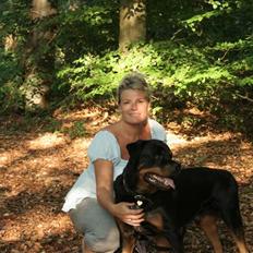 Rottweiler Febæks Zorro R.I.P