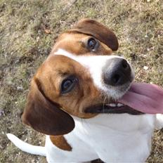 Dansk svensk gaardhund Oscar