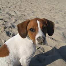 Dansk svensk gaardhund Oscar