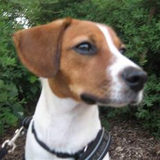 Dansk svensk gaardhund Oscar