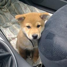 Shiba Heok's Ryuu kaldes Taiko