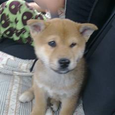 Shiba Heok's Ryuu kaldes Taiko