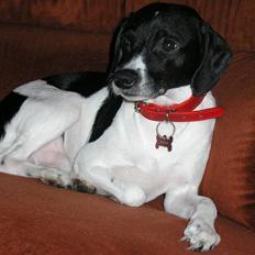 Dansk svensk gaardhund Dixie R.I.P 2010