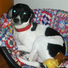 Dansk svensk gaardhund Dixie R.I.P 2010