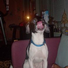 Dansk svensk gaardhund Dixie R.I.P 2010