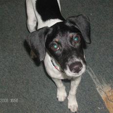 Dansk svensk gaardhund Mille