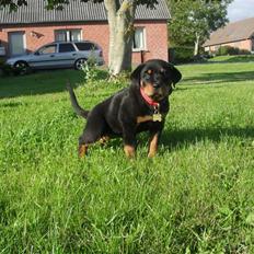 Rottweiler Luna