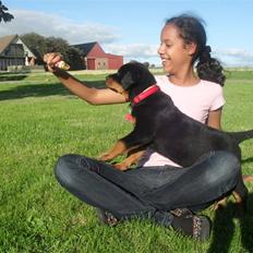 Rottweiler Luna