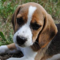 Beagle Bailey