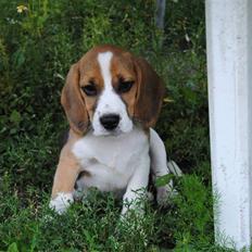 Beagle Bailey