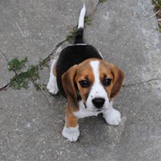 Beagle Bailey