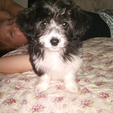 Bichon havanais Silke