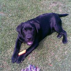 Labrador retriever MAX