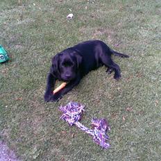 Labrador retriever MAX