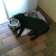 Labrador retriever MAX