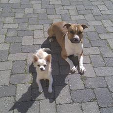 Amerikansk staffordshire terrier Neelix