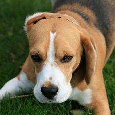 Beagle Frodo