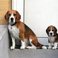 Beagle Frodo